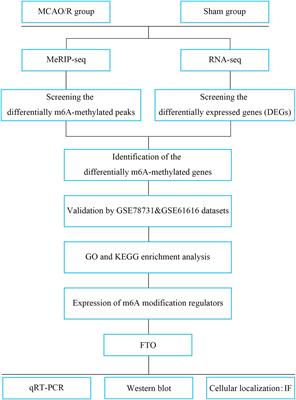 Alteration of N6 -Methyladenosine mRNA Methylation in a Rat Model of Cerebral Ischemia–Reperfusion Injury